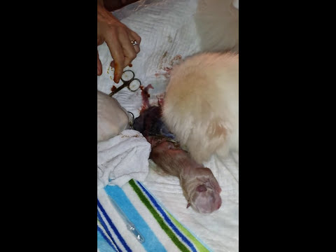 Il parassita un ascarid come trattare Trattamento di parassiti Perm