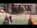 Funny Running Chickens!