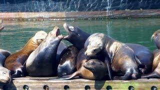 preview picture of video 'SO MANY SEA LIONS - Westport Marina'