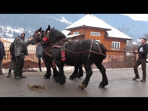 Iepele (Caii) lui Andrei si Calinut de la Vidra, Alba - 2021 Nou!!!