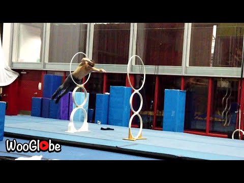 Hoop Diving - Jumping Through Two Hoops At Once || WooGlobe