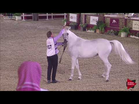 N.107 AL JOOD AL NAIF - 2019 Qatar Int. Peninsula show - Mares 4 to 6 years old (Class 7A)