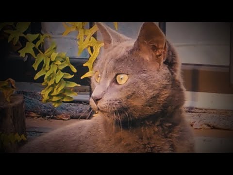 AFRICA | Toto (cover)