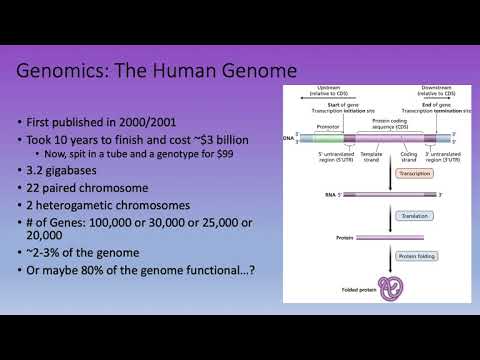 Bioinformatics Lecture 2: What's in a genome?