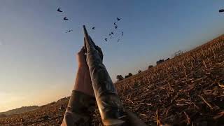 2023 Goose Season Highlights