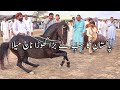 Horse Dance In Pakistan Amazing Horse Dance Ghoda Dance In Bahli Dilawar