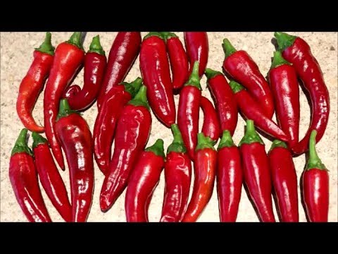 How to grow peppers from seed (cayenne)