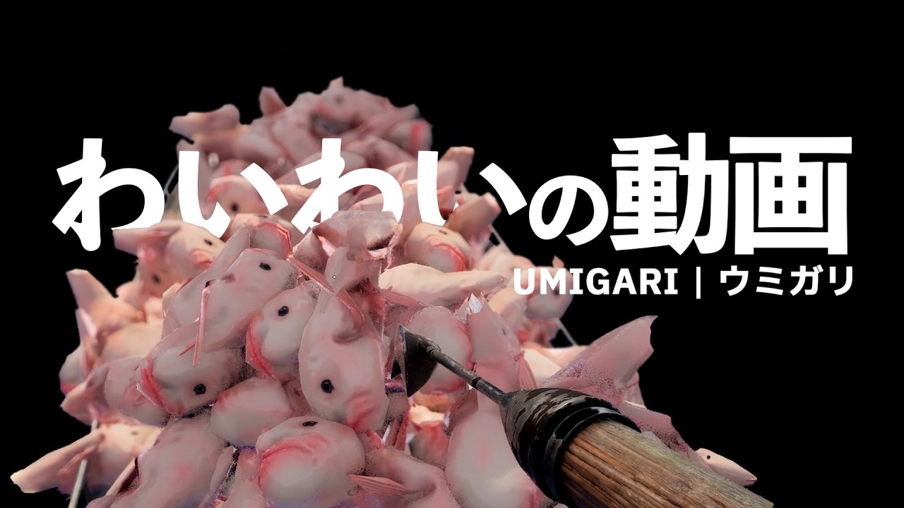 数百匹のオジサン魚【UMIGARI | ウミガリ】#2