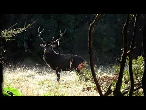 Swing and a Miss on a Sika in New Zeland