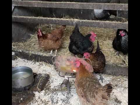 Hühner Futterrüben Beschäftigung evt. bei Stallpflicht!