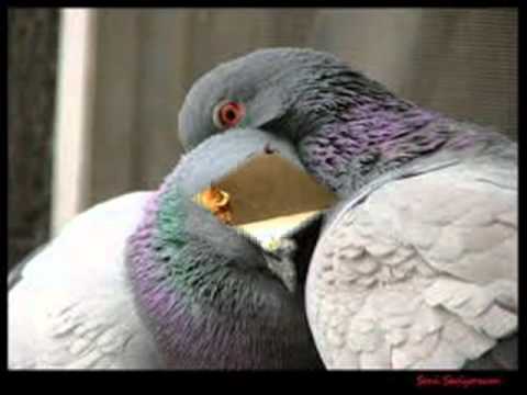 asi STYLA (seni seviyorum tuğba)