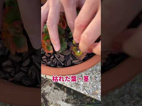 園芸 イチゴの維持