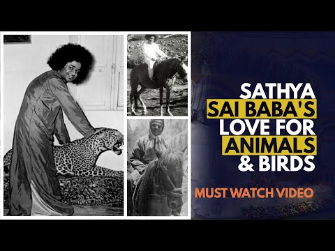 Sathya Sai Baba's Love for Animals & Birds | Rare Collections
