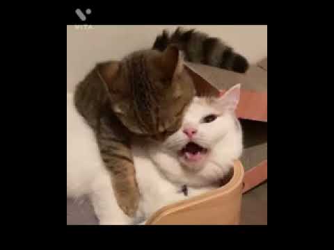 billi ka komudy #faning