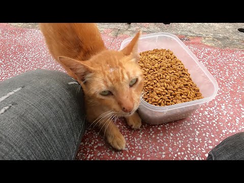 The ginger cat not  eat I do not know what he needs