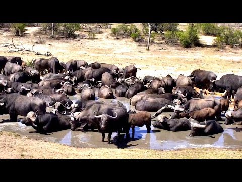 Cape Buffalo herd at Djuma. 15 November 2018