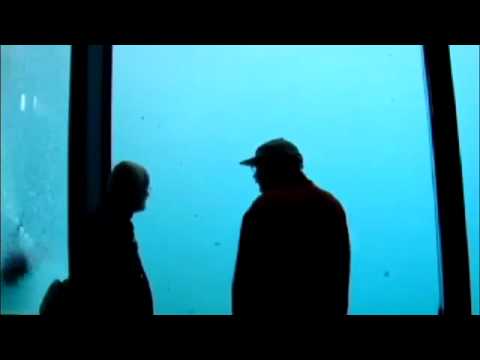 download lagu mp3 mp4 Stone Polar Bear, download lagu Stone Polar Bear gratis, unduh video klip Stone Polar Bear