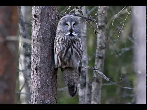 Sova bradatá (Strix nebulosa) — párovacie volania samca a klepanie zobákom