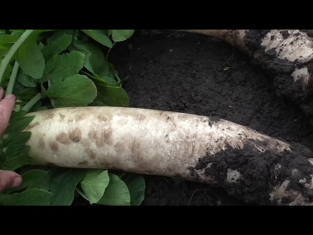 Дайкон сорт ЦЕЗАРЬ, описание, опыт выращивания.