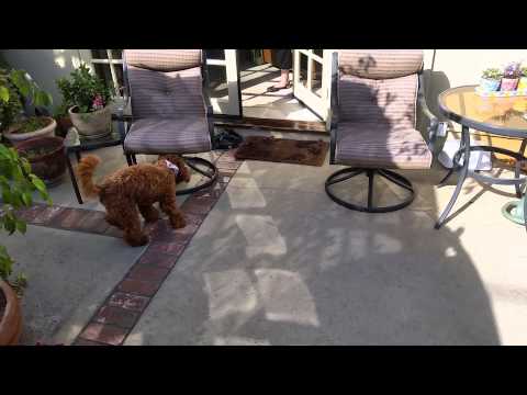Adorable Labradoodle chases elusive reflection on back patio!