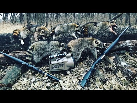 Daytime coon hunting in Kansas