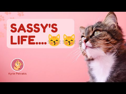 sassy's life, a kitten video ,cats play,sumble sadiq