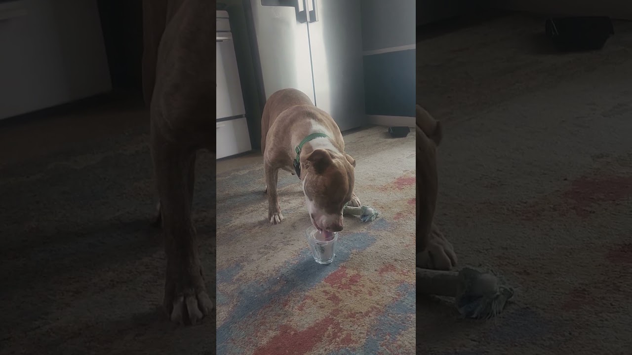 Enlarge Mia, a ADOPTABLE mixed breed in Slidell, LA video 3/5