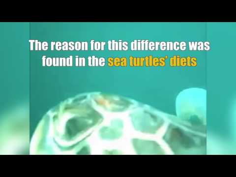 Sea turtles feeding habits influence reaction to marine debris | UTokyo Research
