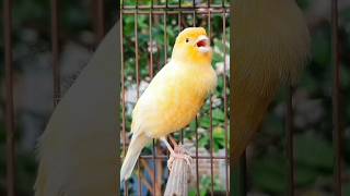 Download lagu burung bernyanyi | suara kenari | kenari #hewan #burung #burung mp3