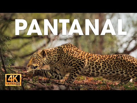 PANTANAL SALVAJE - Depredadores Silenciosos en el Corazón de Sudamérica #animalessalvajes