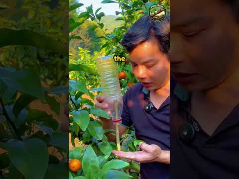 Orange Tree Air Layering Hack 🍊🌱 #Gardening #PlantPropagation #Shorts #GardenTips