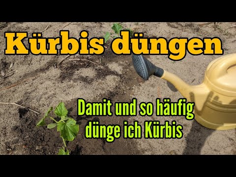 How often should pumpkins be fertilized? How often should pumpkin plants be fertilized now? Which...