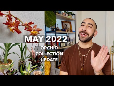 May 2022 Orchid Collection Update