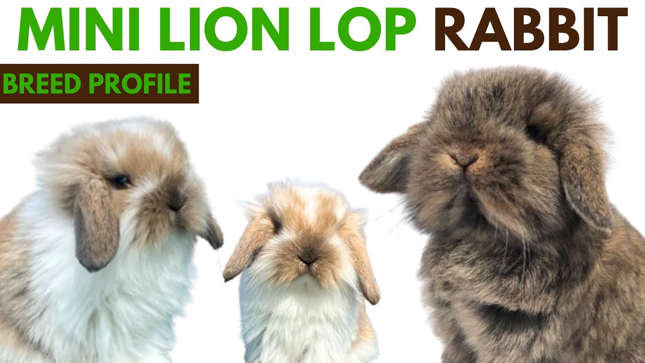 Mini Lion Lop Rabbit Breed Profile History - Traits - Price - Grooming Needs -Price & Lifespan