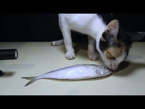 Cat VS Raw Fish | Can cat eat raw fish?