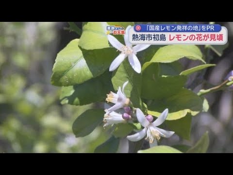 YouTube Video レモンの花が見頃を迎える　去年レモンの木１５０本が植樹された静岡・熱海市の初島