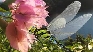 Download lagu Status Wa Lagu sunda Papatong mp3