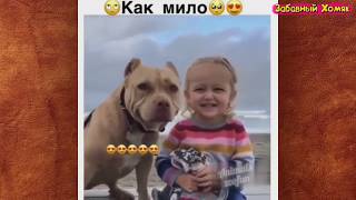 СМЕШНЫЕ ЖИВОТНЫЕ 2019 / ПРИКОЛЫ КОТЫ СОБАКИ, ЛУЧШИЕ ПРИКОЛЫ с Кошками и Собаками Funny Cats