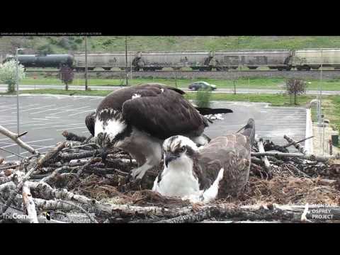 Iris Decides It's Her Turn to Incubate – May 12, 2017