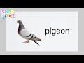 How to pronounce Pigeon