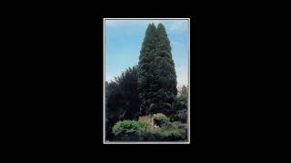 John Foxx - Systems of Romance