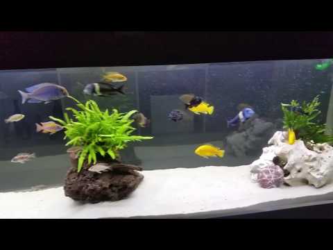 Malawi Tanganika tank