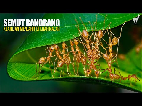 Semut Rangrang: Menjahit Sarang dari Benang Larva, Pencipta "Sarang Hidup"