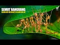Semut Rangrang Menjahit Sarang Dari Benang Larva Pencipta Sarang Hidup