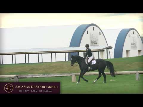 Saga V/D Voortakker Flatwork