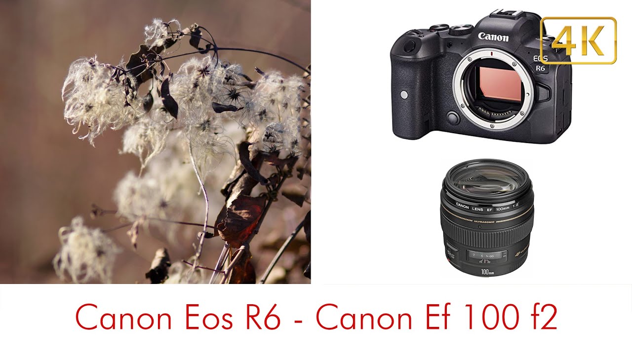 Canon R6 Canon Ef100 f2