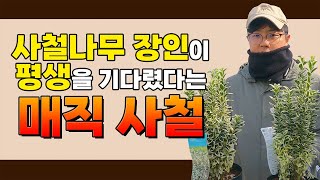 사철나무 장인이 평생을 기다린 매직사철나무 !! 최고의 울타리 조경수!! [JB가든센터_대림묘목농원]