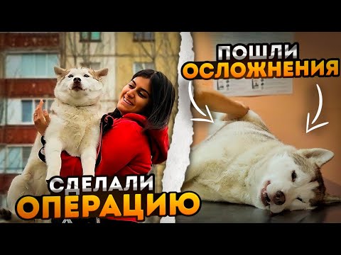 Nimi (Hashika) was spayed. A few days later, she began to scream in pain when she had a bowel mov...