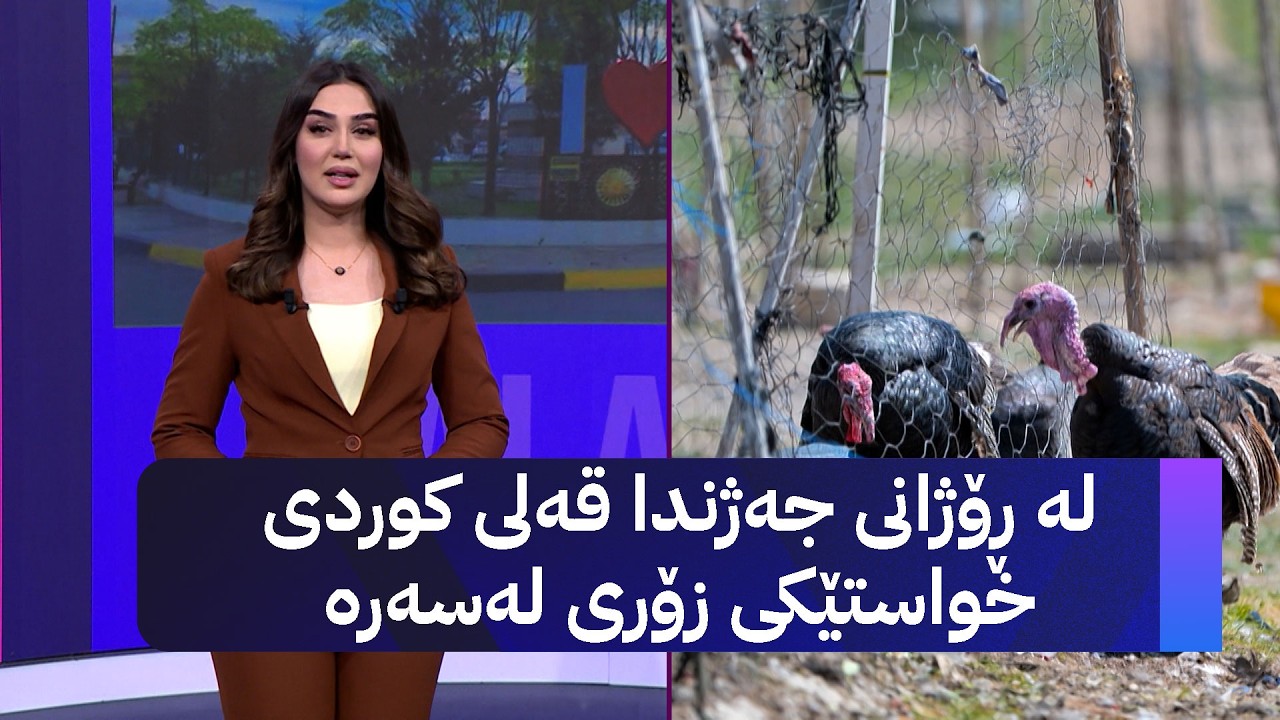 ڤیدیۆ | لە ڕۆژانی جەژندا قەلی کوردی خواستێکی زۆری لەسەرە