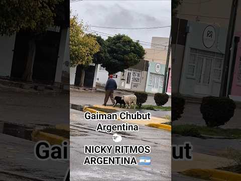 Oveja Paseando en Gaiman #argentina #animals #ovejas #chubut #perros #lluvia